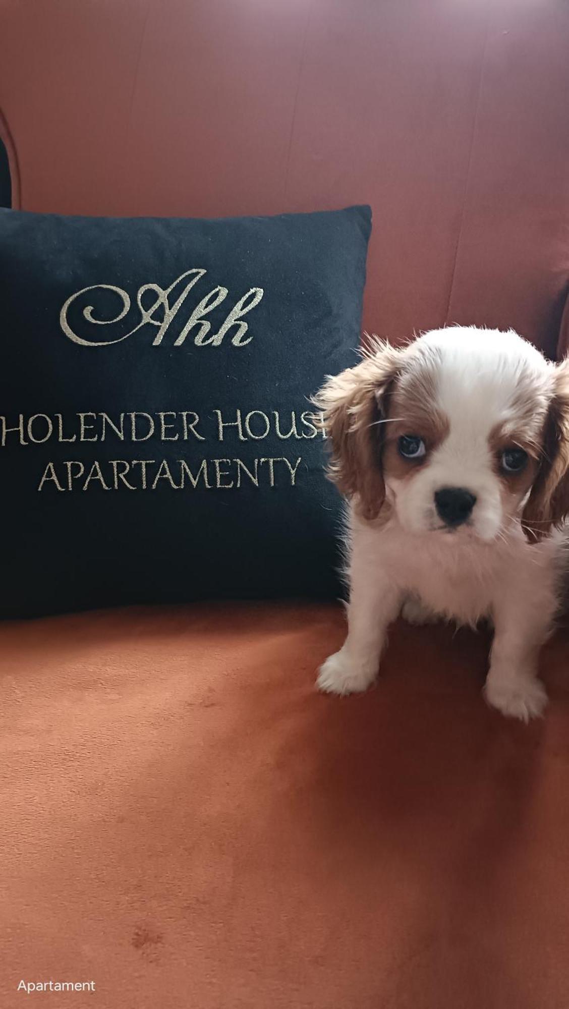Apartamenty Holender House Choczewo المظهر الخارجي الصورة